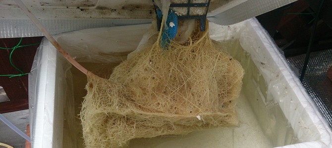 水耕栽培-20141206 水耕栽培-20141206