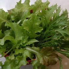 水耕栽培-20141211