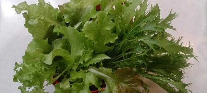 水耕栽培-20141211 水耕栽培-20141211