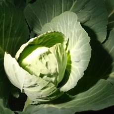 水耕栽培-20141213