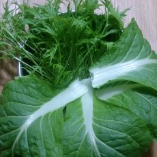 水耕栽培-20141217