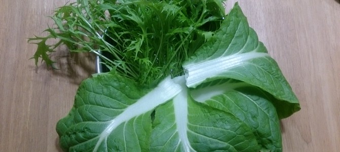 水耕栽培-20141217 水耕栽培-20141217