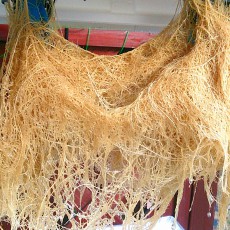 ウッドデッキトマトたちの撤収-20141214