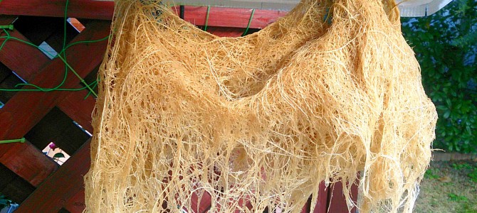 ウッドデッキトマトたちの撤収-20141214 ウッドデッキトマトたちの撤収-20141214