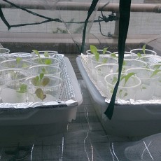 水耕栽培-20141228