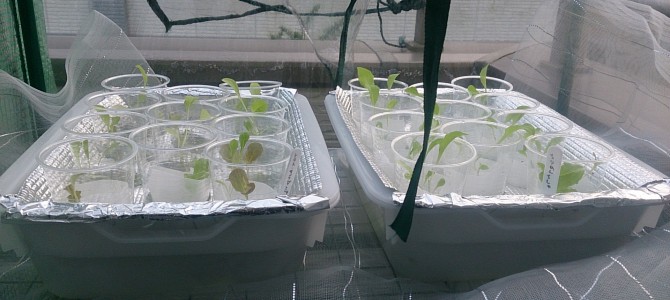 水耕栽培-20141228 水耕栽培-20141228
