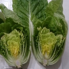 水耕栽培-20141231