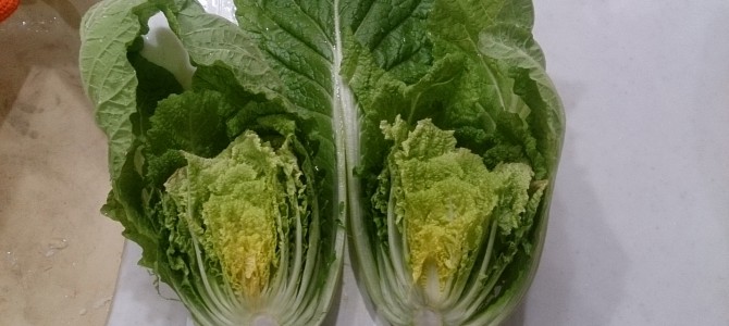 水耕栽培-20141231 水耕栽培-20141231