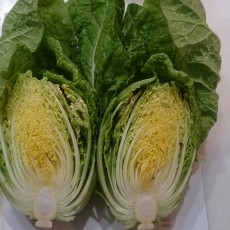 水耕栽培-20150104