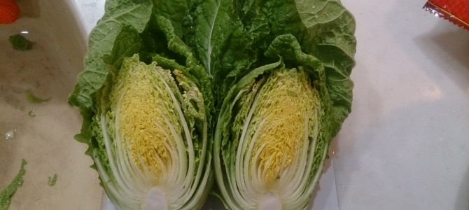 水耕栽培-20150104