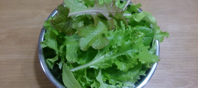 水耕栽培-20150111