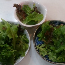 水耕栽培-20150112