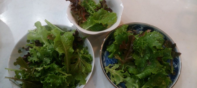 水耕栽培-20150112