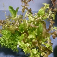 水耕栽培-20150124