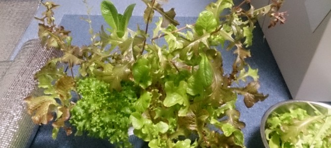 水耕栽培-20150124