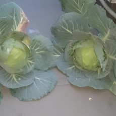 キャベツの収穫-20150125