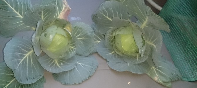 キャベツの収穫-20150125