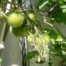 水耕栽培-20150201