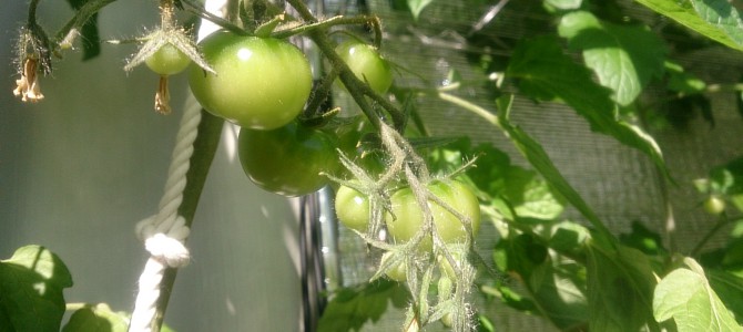 水耕栽培-20150201