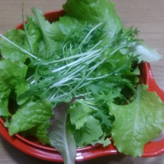 水耕栽培-20150202