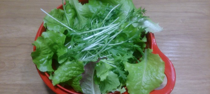 水耕栽培-20150202