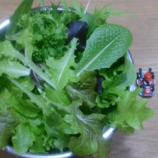 水耕栽培-20150211