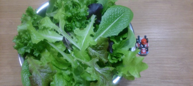 水耕栽培-20150211