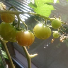 水耕栽培-20150214