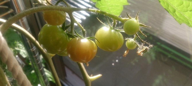 水耕栽培-20150214