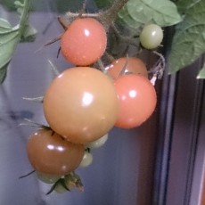 水耕栽培-20150217