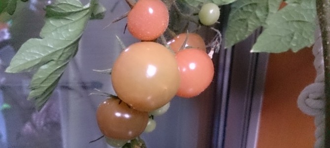 水耕栽培-20150217