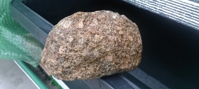 水耕栽培-20150222