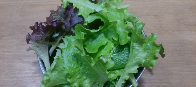 水耕栽培-20150224