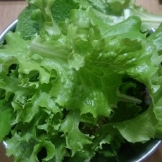 水耕栽培-20150226