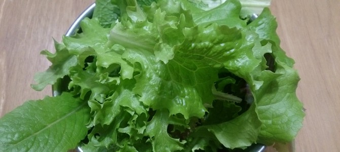 水耕栽培-20150226