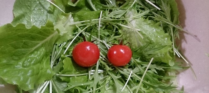 水耕栽培-20150228