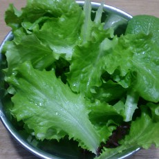 水耕栽培-20150303