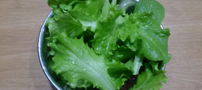 水耕栽培-20150303 水耕栽培-20150303