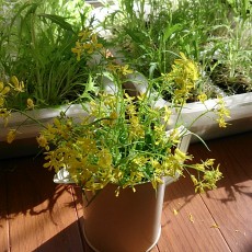 水耕栽培-20150308