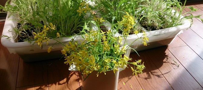 水耕栽培-20150308 水耕栽培-20150308