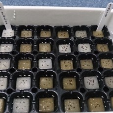 水耕栽培-20150315