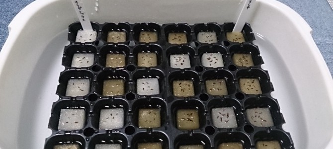 水耕栽培-20150315 水耕栽培-20150315