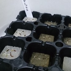 水耕栽培-20150318