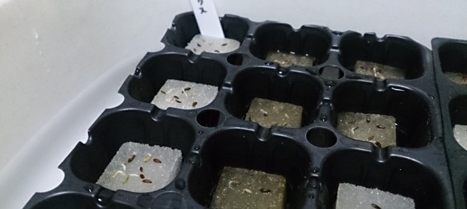 水耕栽培-20150318 水耕栽培-20150318