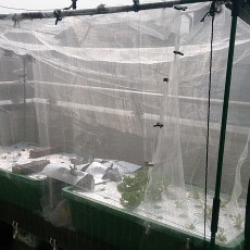 ビニールハウスのビニールが飛ばされた