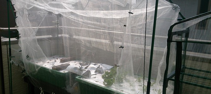 ビニールハウスのビニールが飛ばされた ビニールハウスのビニールが飛ばされた