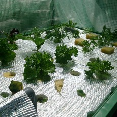 栽培日誌-20150328