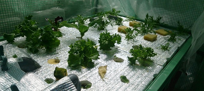 栽培日誌-20150328 栽培日誌-20150328