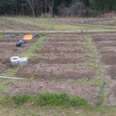 土耕栽培-20150221