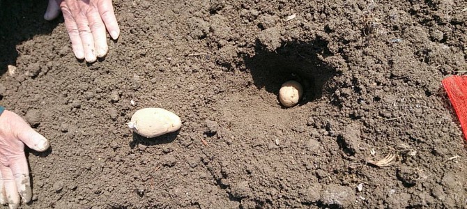 貸し農園の土作り 貸し農園の土作り